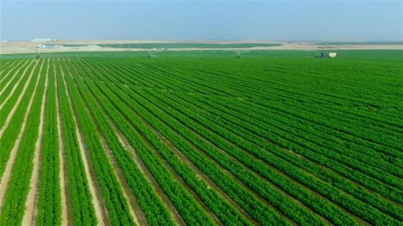 عدم جدوى مشروع 