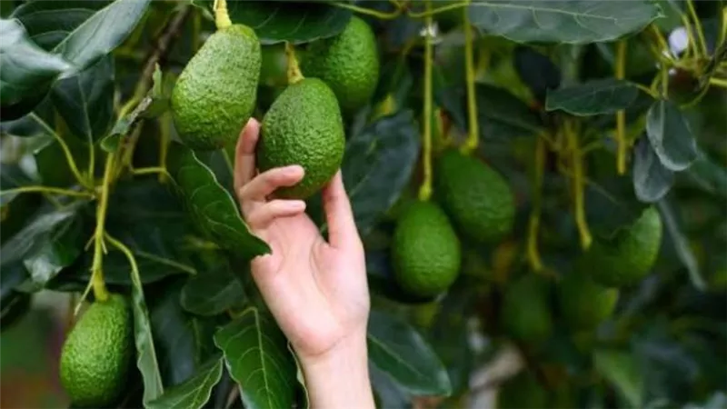 أبرزها الأفوكادو والخضراوات الورقية .. الأطعمة التي تحارب الالتهابات