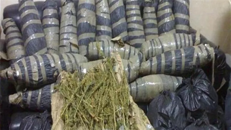 ضبط 100 طربة حشيش و100 كيلو بانجو في البحيرة