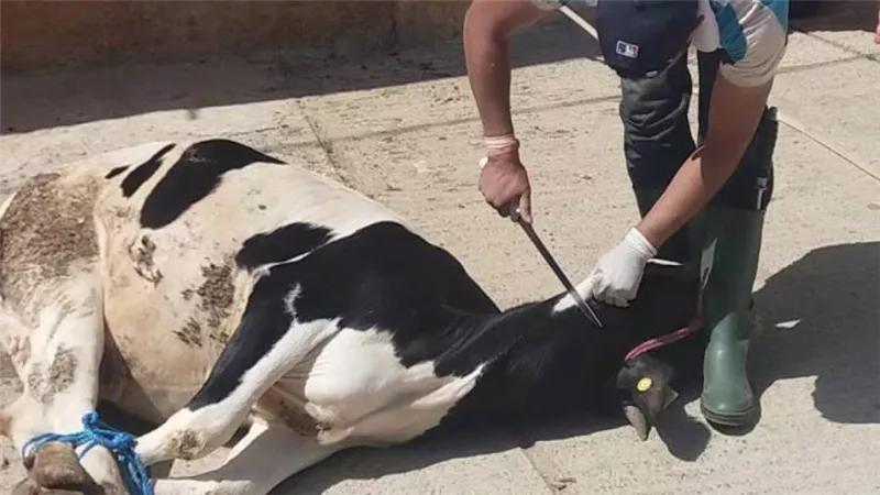 3 آلالف جنيه غرامة في حالة ذبح الأضحية في الشارع وعدم الذهاب للمجزر