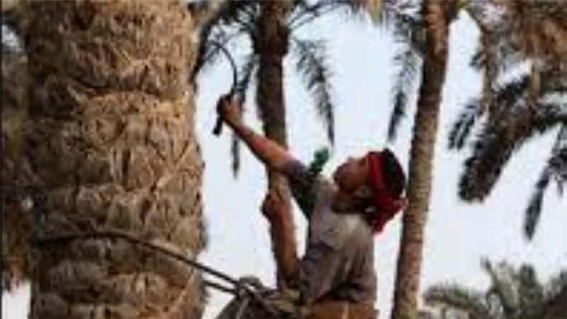 مصرع شاب سقطت به نخلة أثناء جمعه ثمارها فى كرداسة
