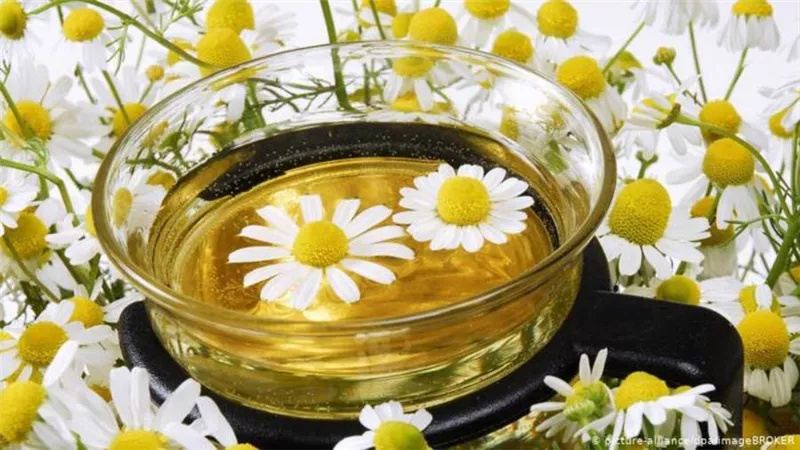 تعرف على فوائد البابونج