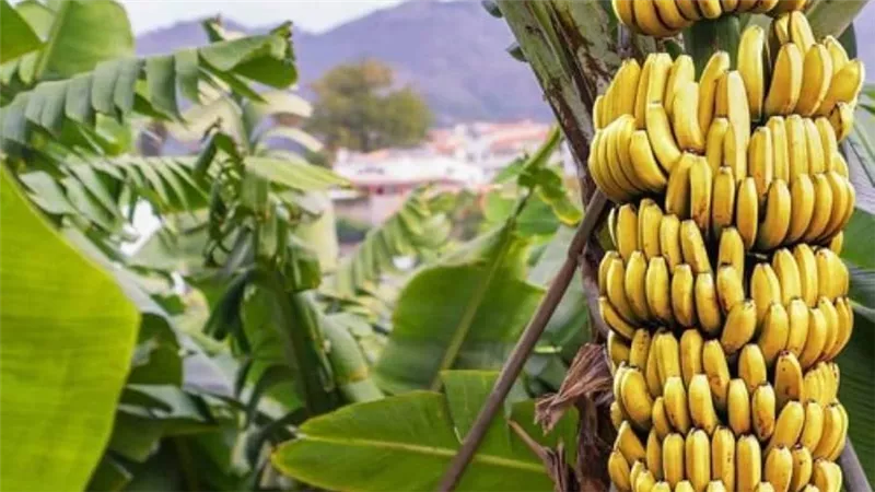 عاجل | الحكومة تكشف حقيقة استيراد شحنات فاسدة من الموز