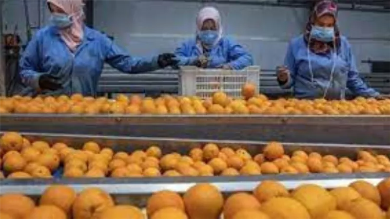 سفير مصر في موسكو يعلن حل أزمة صادرات البرتقال إلى روسيا