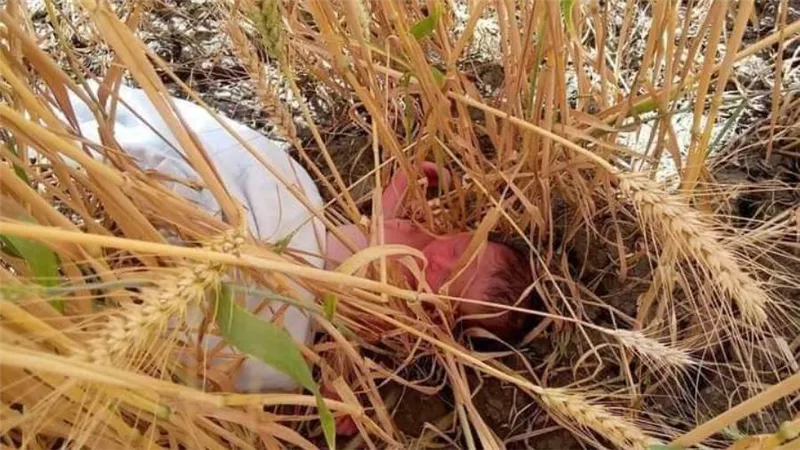 العثور على طفل حديث الولادة ملقى وسط زراعات القمح بالغربية 