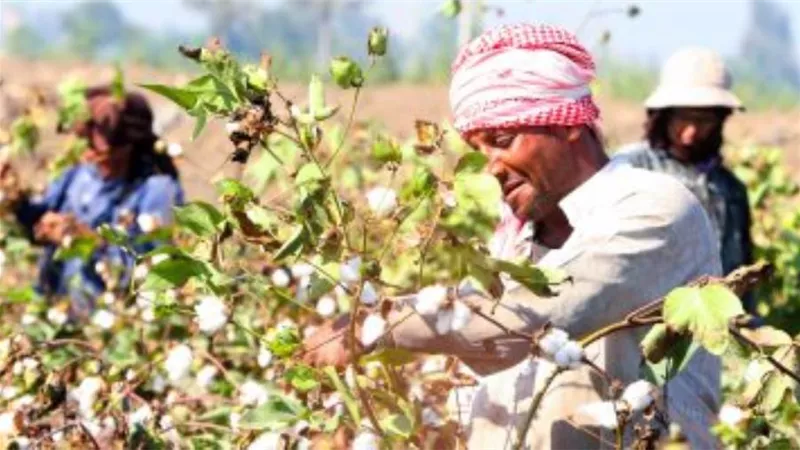 تعرف على المساحات المتوقعة لزراعة القطن المصرى طويل التيلة فى 8 محافظات
