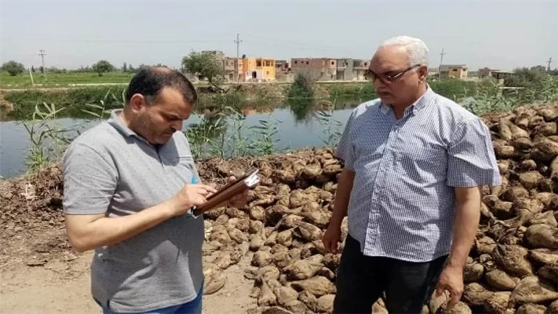 الزراعة تتابع توريد محصول البنجر لمصانع السكر في كفر الشيخ