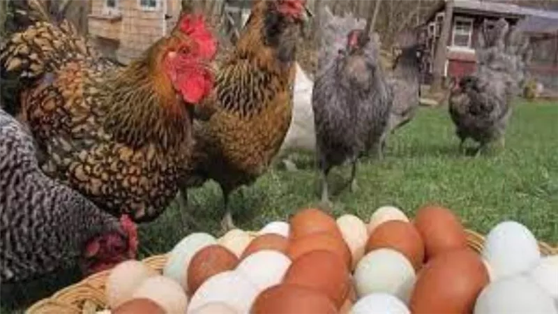 تراجع سعر الدواجن 8 جنيهات بسبب عيد الأضحى