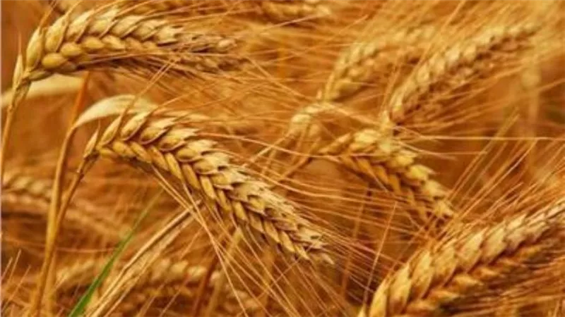 أسعار القمح العالمية تواصل تراجعها اليوم الخميس