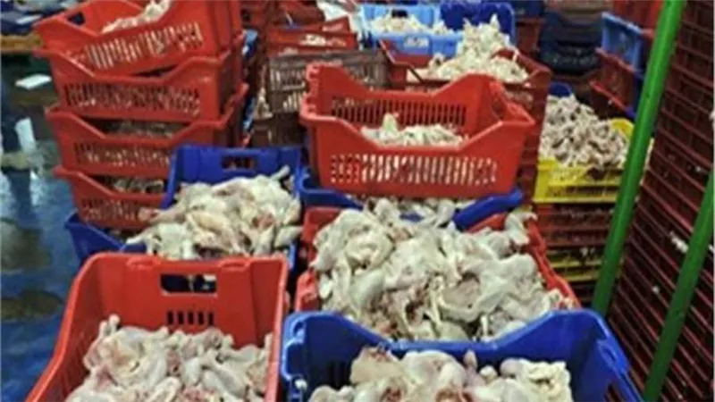 مباحث التموين تضبط 20 طن دواجن وهياكل مجهولة المصدر بالجيزة 