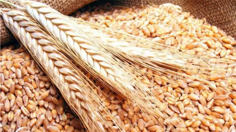 ارتفاع أسعار القمح العالمية.. ومؤشر أسعار الغذاء يتراجع إلى ما قبل الحرب 