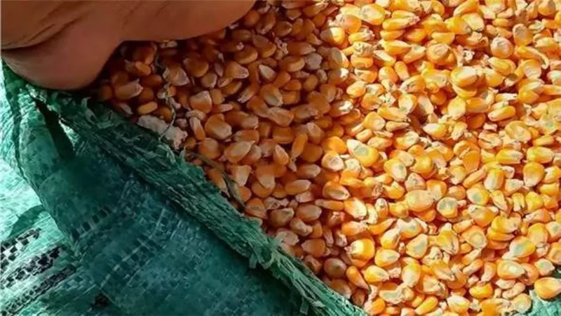 لأول مرة.. تفعيل منظومة الزراعة التعاقدية واستلام مصانع الأعلاف للذرة الصفراء 