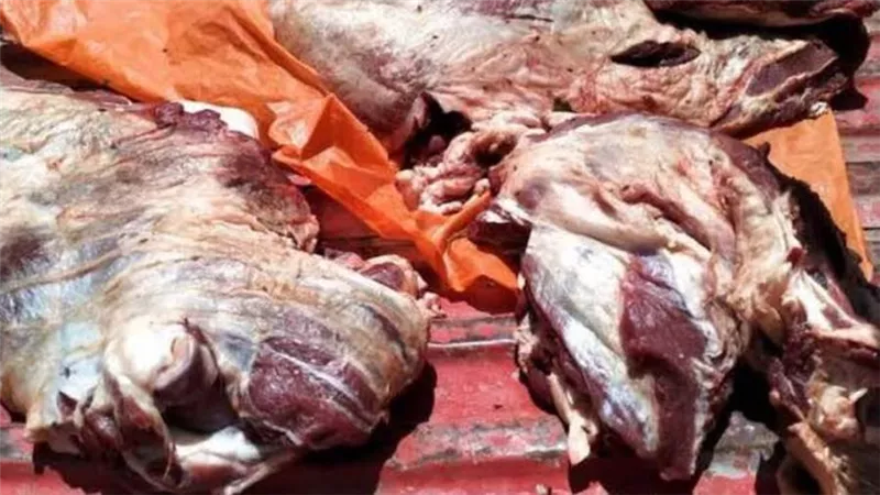 ضبط 19 طن لحوم ودواجن غير صالحة للاستهلاك الآدمي بالجيزة