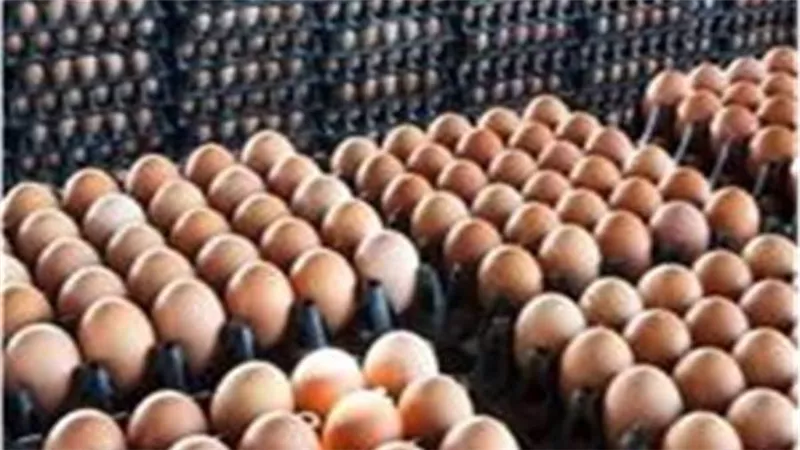 انخفاض جديد لأسعار البيض بالأسواق 