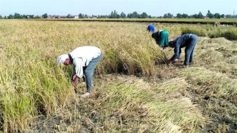 مسؤول بالتموين: المزارع يورد ربع محصوله فقط.. والأرز بالمجمعات بـ14 جنيها