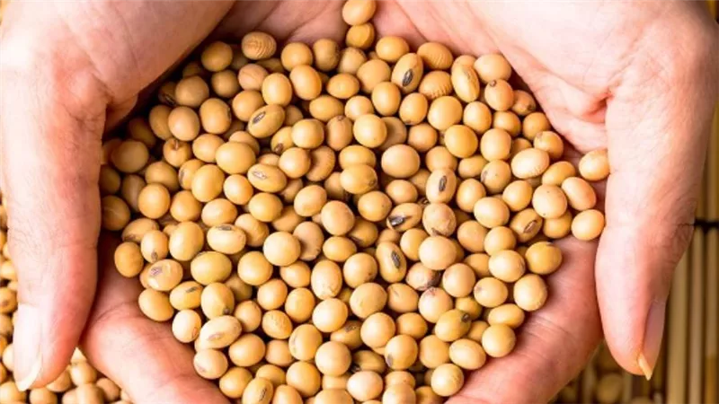 1500 جنيه زيادة في سعر فول الصويا.. والطن يسجل 27 ألف جنيه 