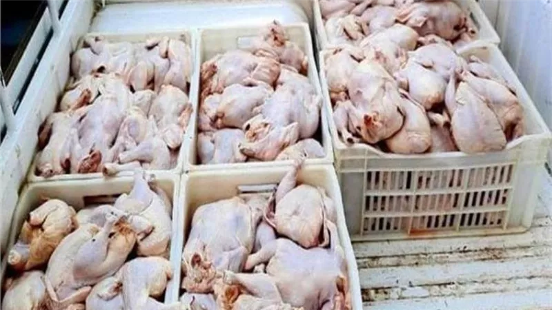 مباحث التموين تضبط 3.4 طن مقطعات دواجن فاسدة بالجيزة