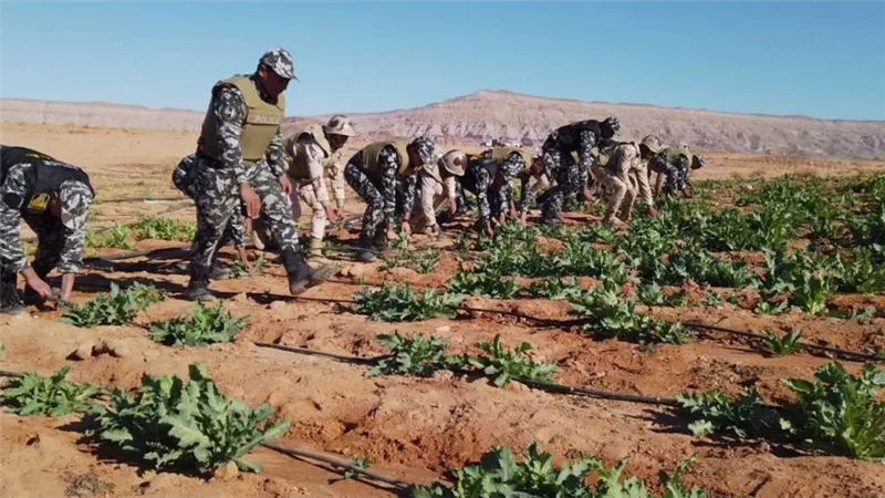 بالصور.. قوات حرس الحدود تشن حملة مكبرة للبحث والتفتيش على الزراعات المخدرة بسيناء بالتعاون مع الداخلية  