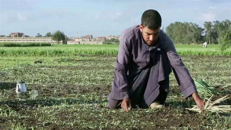 الحكومة: نظام الزراعة التعاقدية لتحديد سعر يشجع الفلاح على المحاصيل الإستراتيجية