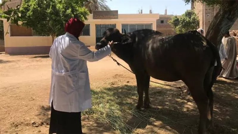 الزراعة: تطعيم 769 ألف رأس ماشية ضد الجلد العقدي وجدري الأغنام