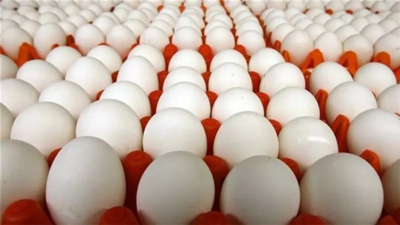 أسعار البيض بمنافذ الزراعة والأسواق اليوم الثلاثاء 31 يناير