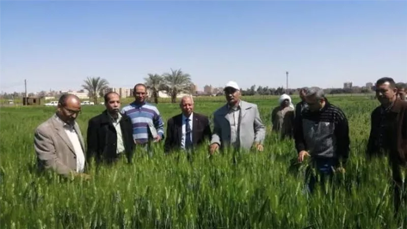 الزراعة تنفى وجود إصابات حشريه مؤثرة علي النباتات بالمنيا
