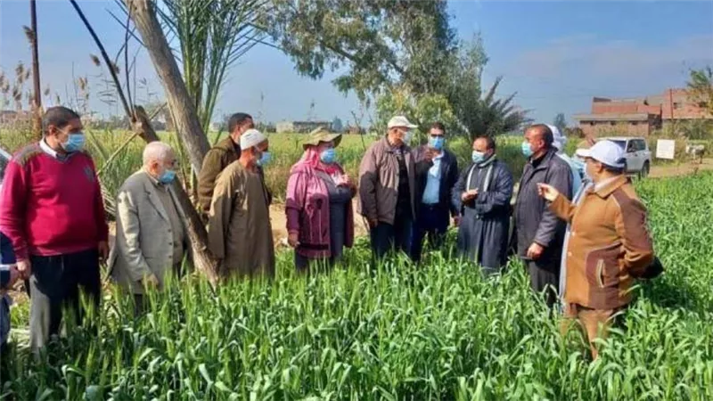 الزراعة تطمئن على محصول القمح في محافظة البحيرة
