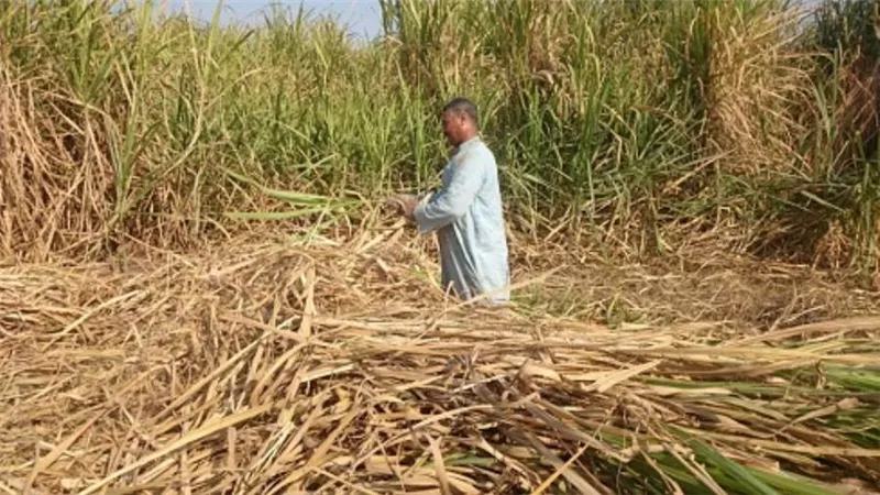 الزراعة: لا أضرار مؤثرة نتيجة الأمطار على القمح بالبحيرة والحقول جاهزة للحصاد