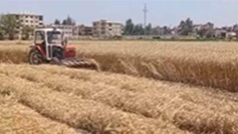 «الزراعة» تواصل متابعة محصول القمح في محافظات الجمهورية قبل بدء الحصاد