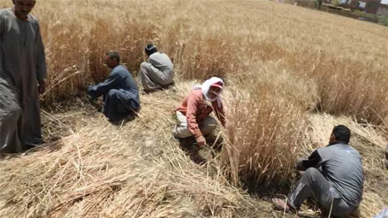 الزراعة: متابعة حصاد وتوريد القمح في محافظة المنيا