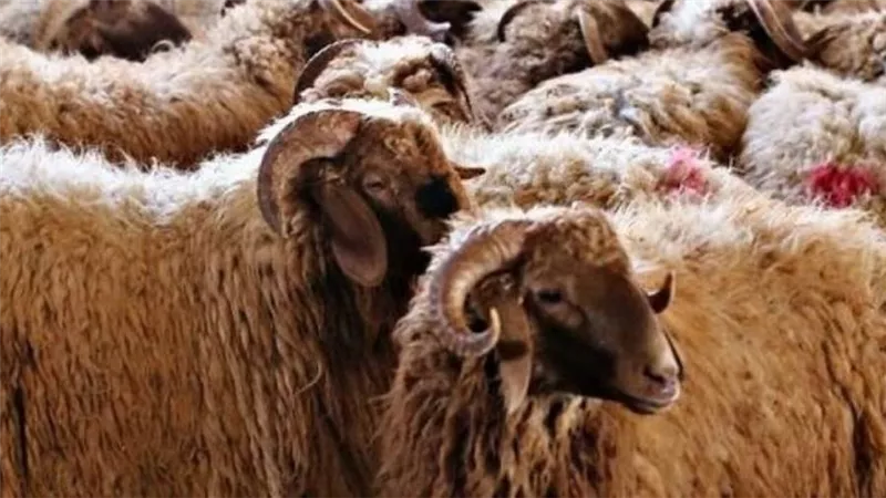 بشرى .. الزراعة تطرح أضاحي بأسعار أقل من السوق خلال أيام