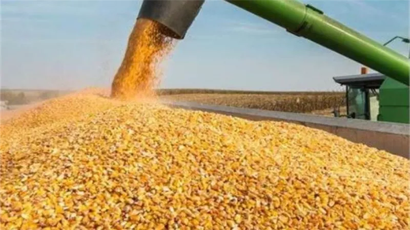 بعد تدبير العُملة الصعبة.. تفاصيل الإفراج عن 308 آلاف طن أعلاف 
