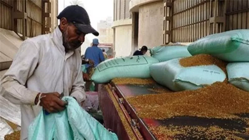 صوامع الغربية تستقبل 110 آلاف و718 طن قمح