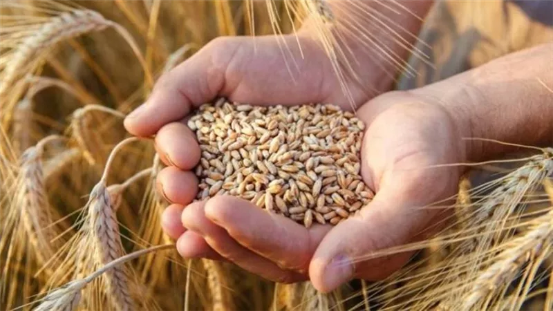 التموين: حملات يومية على مصانع الأعلاف والمزارع السمكية لضبط أقماح محلية مهربة 