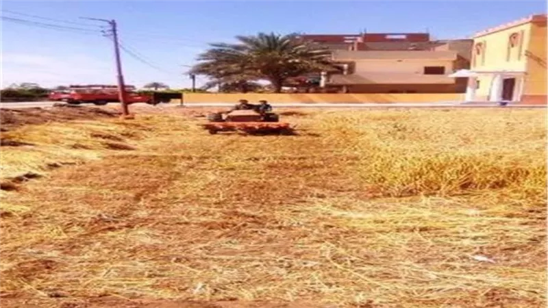 توريد نصف مليون طن قمح لصوامع وشون الشرقية 