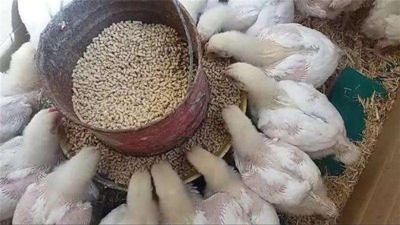 الزراعة: الإفراج عن 254 ألف طن أعلاف بـ115 مليون دولار خلال أسبوع