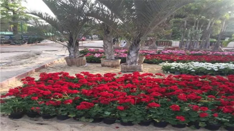غداً افتتاح مهرجان الربيع بالمتحف الزراعي بالدقي