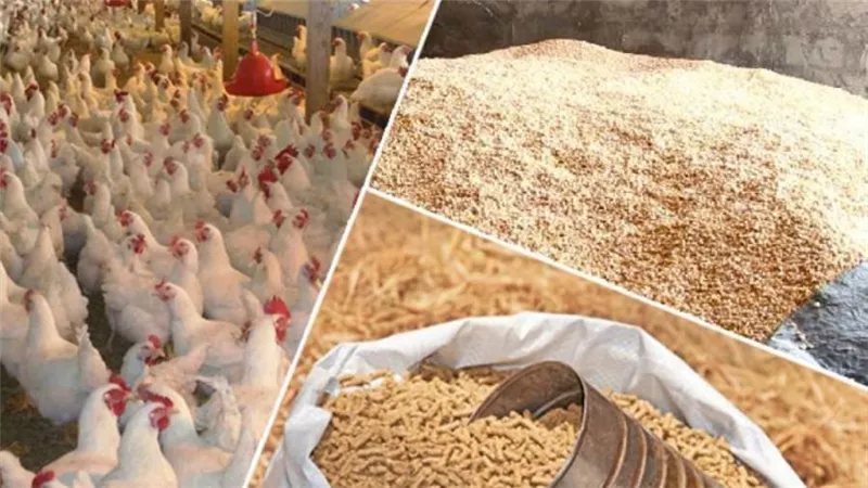 انخفاض أسعار الدواجن واستقرار البيض في الأسواق اليوم