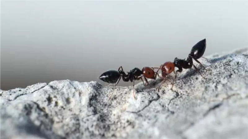 3 حشرات يمكن القضاء عليها بالخل الأبيض 