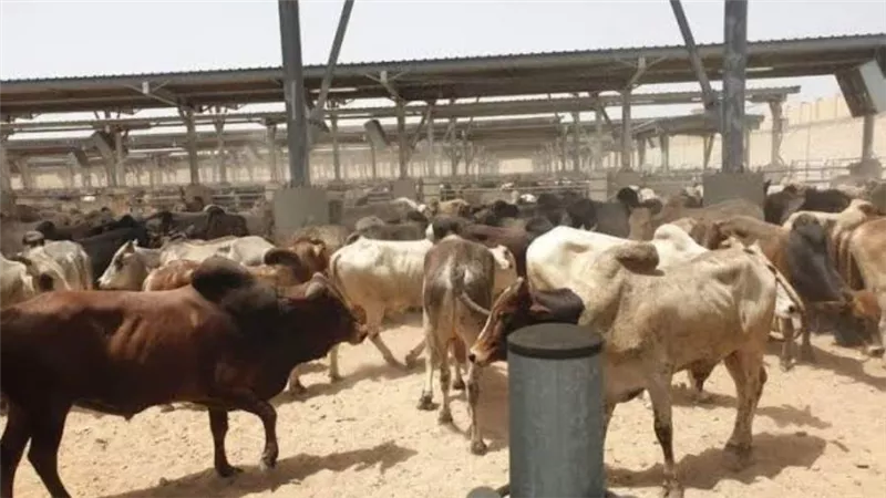 «التموين»: استقبال 12 ألف رأس ماشية من جيبوتي.. وبيع الكيلو بـ195 جنيها