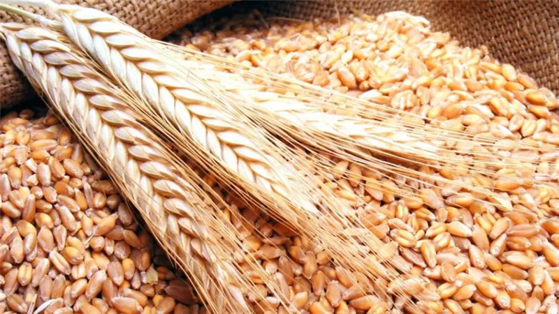 غرفة الحبوب: ارتفاع معدلات توريد القمح المحلى لأكثر من 3ملايين و600 ألف طن