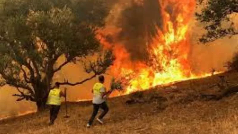 الجزائر.. مقتل وإصابة 41 شخصا بسبب حرائق الغابات