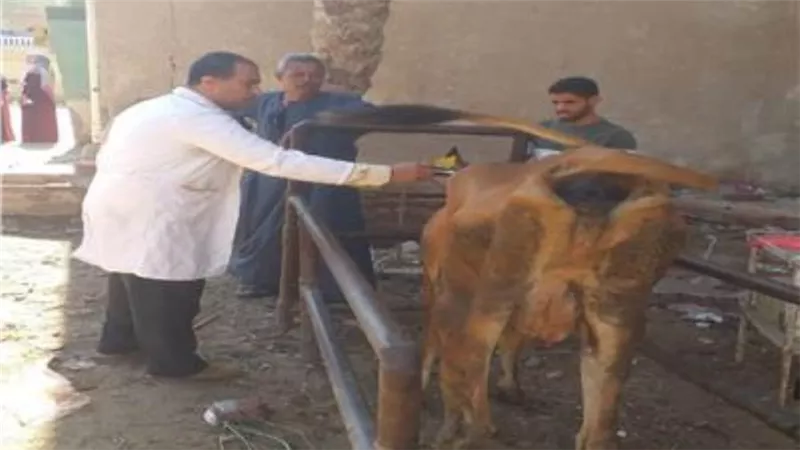 محافظ الفيوم: تحصين 47 ألف رأس ماشية ضد الحمى القلاعية والوادي المتصدع