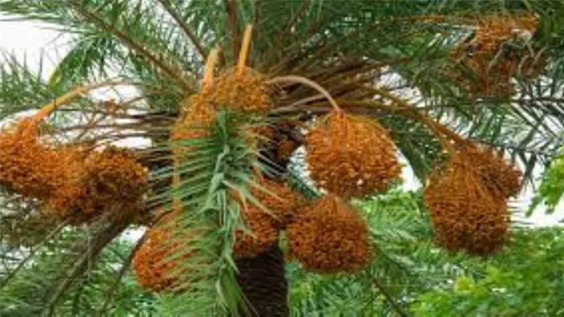 الزراعة توفر أكثر من 25 ألف عبوة لعلاج 250 ألف نخلة