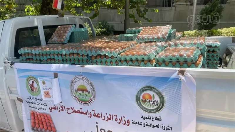 سعر الكرتونة مفاجأة.. الزراعة تطلق منافذ متحركة لبيع البيض في 5 محافظات