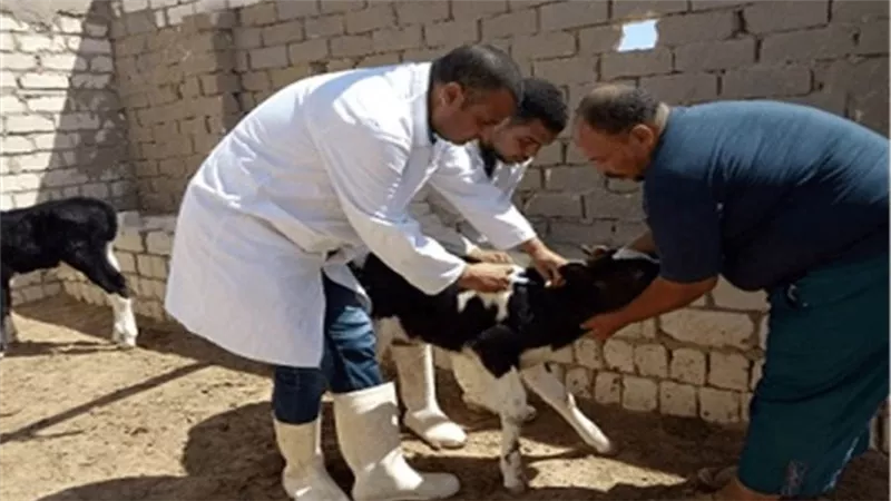 غدا.. انطلاق الحملة القومية لتحصين الثروة الحيوانية ضد طاعون المجترات الصغيرة