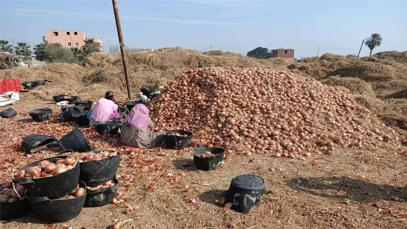 وزير الزراعة يوجه بحملات تفتيشية على مفارش البصل في المحافظات (صور)
