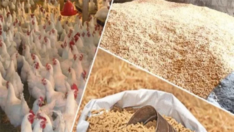 1.3 مليار دولار قيمة السلع الأساسية بالموانئ المصرية.. تحديات الإفراج وخطط الحل