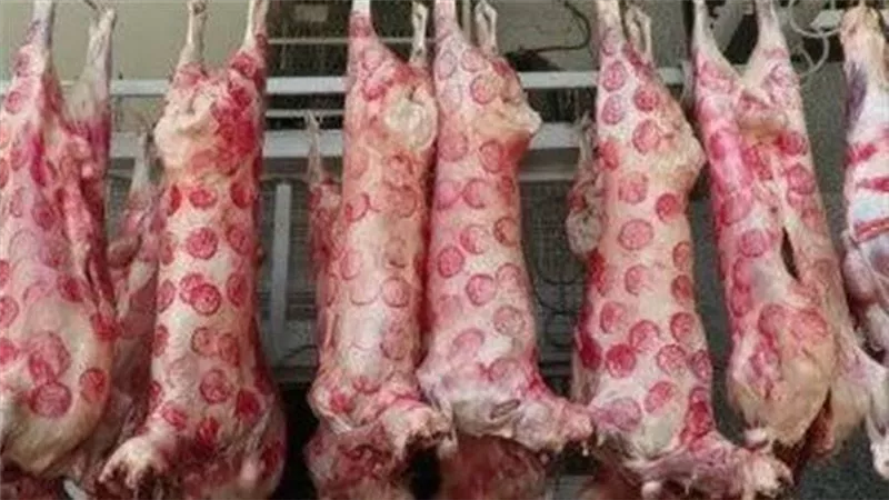 زيادة في الإنتاج الحيواني.. الزراعة تكشف أھمية الإفراج عن البضائع