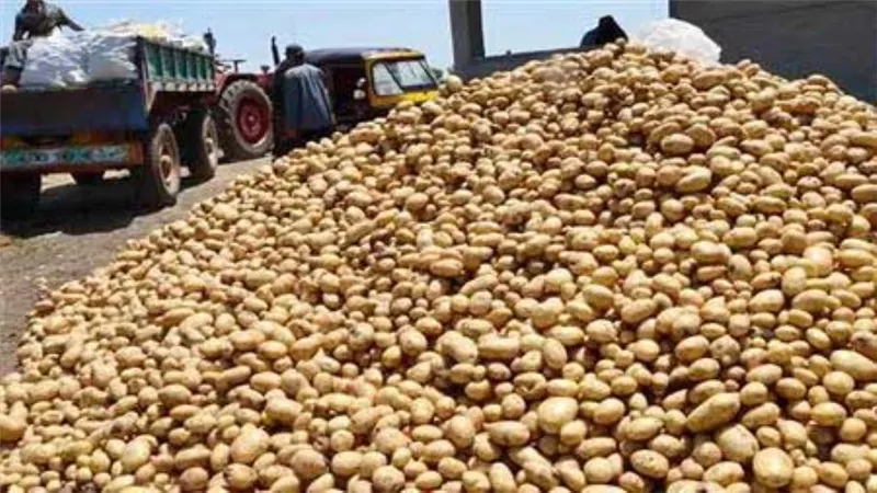 وزير الزراعة يبحث سبل تعزيز صادرات مصر من البطاطس